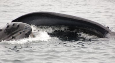 War of the Whales