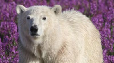 Movie still, polar bear