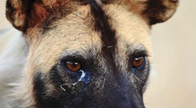Wild dog