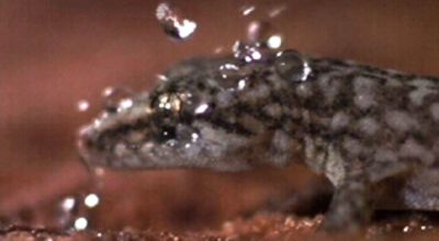 Gecko