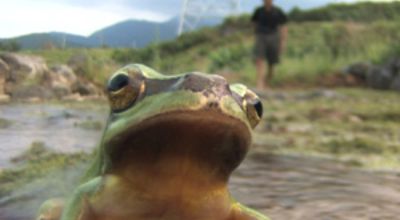 A Frog