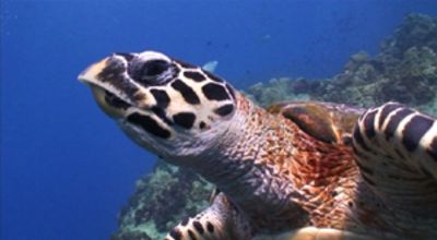 hawksbill turtle