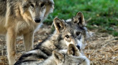 Wolves