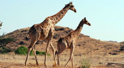 Giraffen