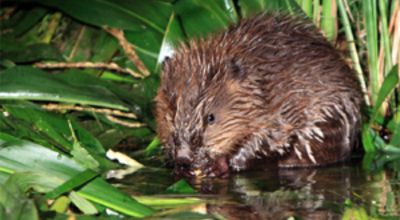 Young beaver