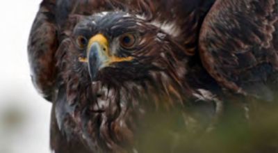 Movie still, golden eagle
