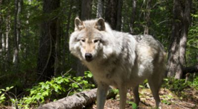 Wolf