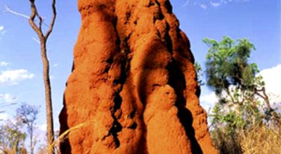 Termite mound 