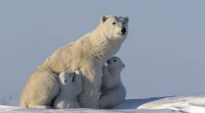Polar bear 
