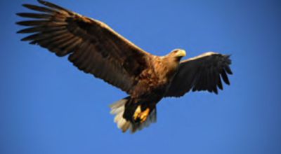 Movie still, white-tailed eagle