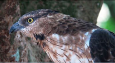Movie still, oriental honey buzzard
