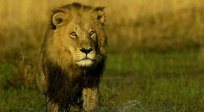 Big cat