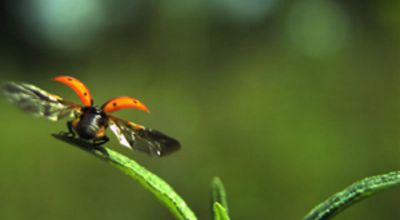 Lady-bird take-off