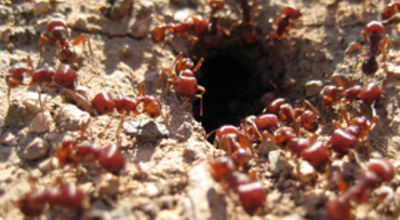 Ants
