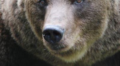 Brown bear