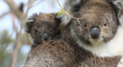 Movie still, Koala