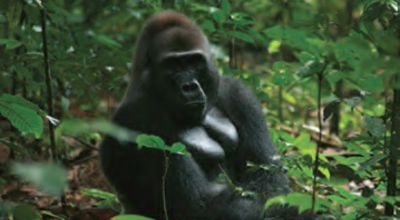 Gorilla