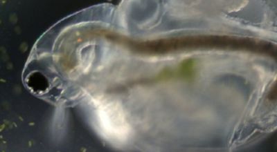 Waterflea