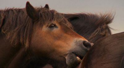 The Wild Stallion of Porlock Hill