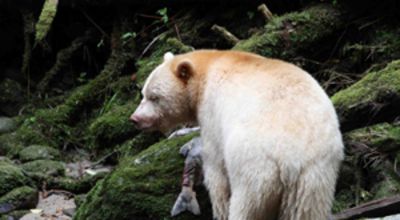 Spirit Bear