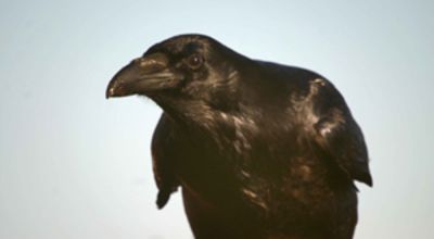 The raven