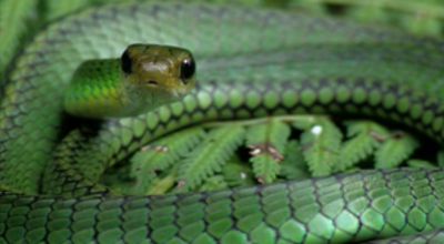 Snake