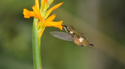 Kolibri