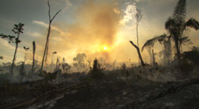 Burning forerst