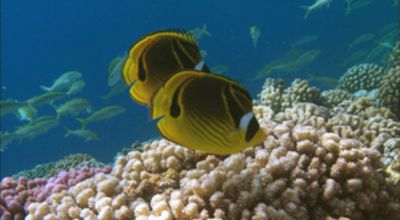 At the coralreef