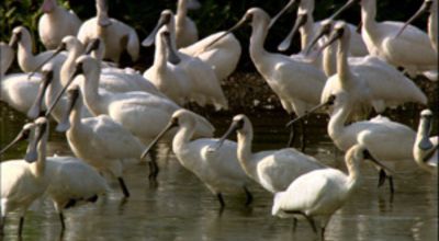04_bird_without_borders.jpg