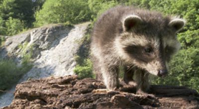 Raccoon