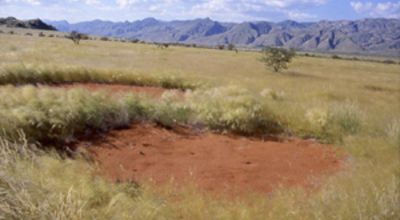 Fairy Circles