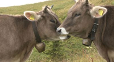The two heifers
