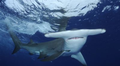 Shark