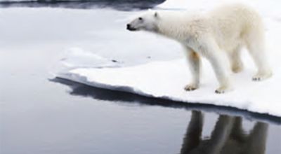 Polar Bear