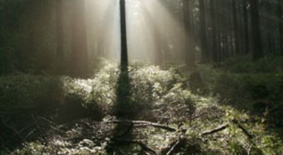 Waldstimmung