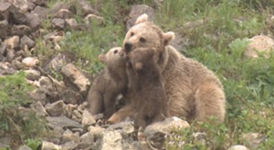 Bears