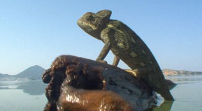 06_chamaeleon.jpg