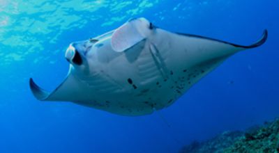 Manta ray