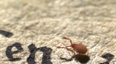 Book scorpion