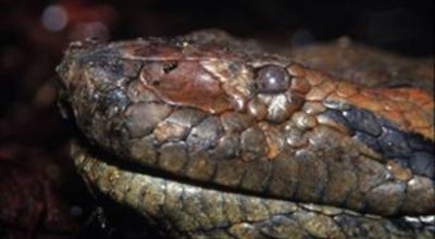 Anaconda wanted