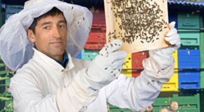 Quarks - Bees