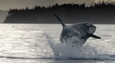 Orca vor San Juan Island