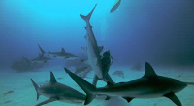Shark-Ville