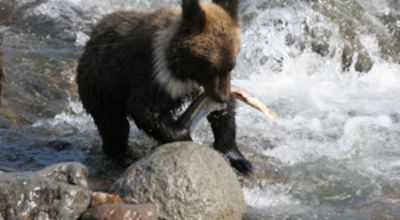 Brown bear at Shirietoko national park at Hokkaido