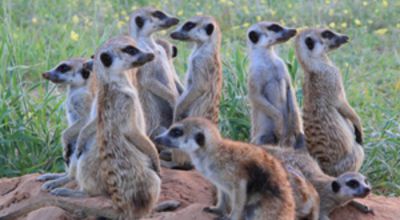Meerkats