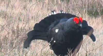 Blackcock