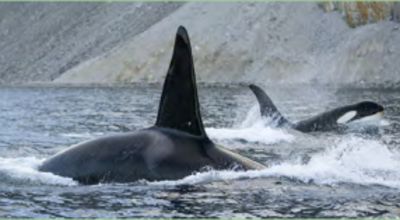 Movie still, killer whales