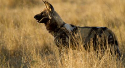 Wild dog