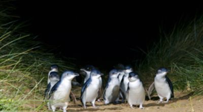 Penguins on Beach